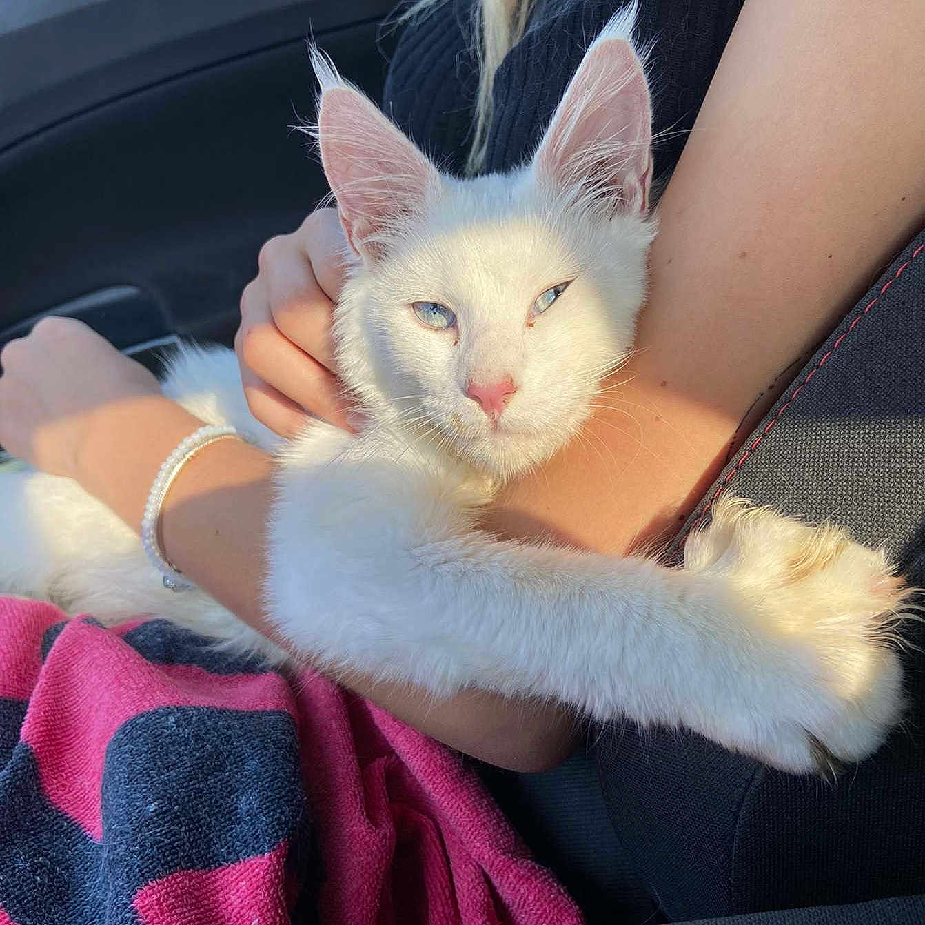 Taïga Des Petits Coons