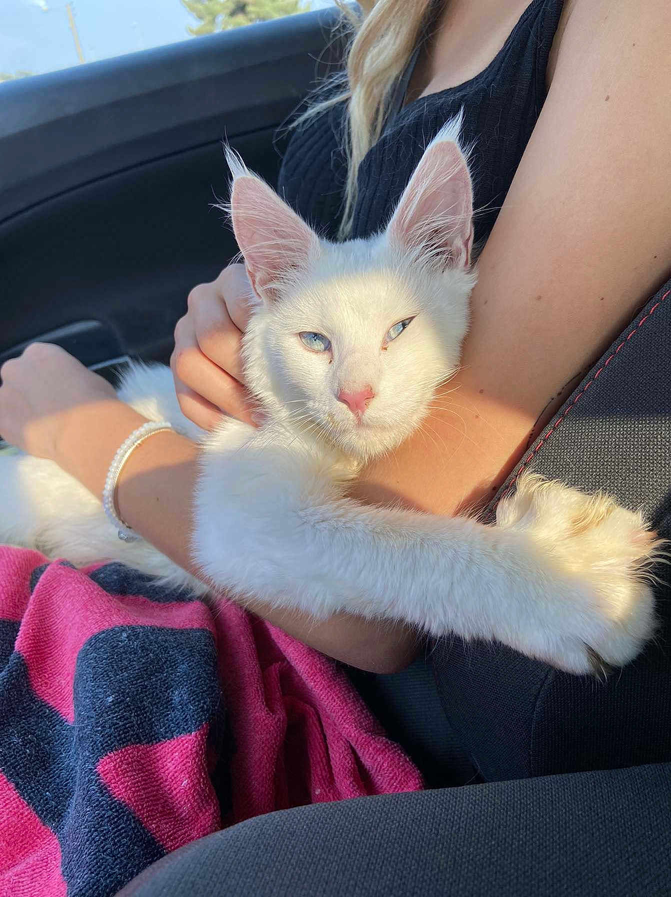 Taïga Des Petits Coons