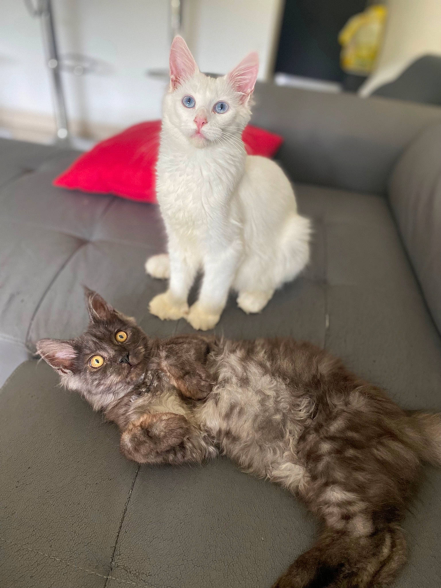 Tiamo De La Petite Amazone participe au concours pour gagner de l'argent avec cette photo : carnivore, cat, claw, comfort, couch, domestic_short_haired_cat, felidae, fur, grey, mammal, paw, room, sitting, small_to_medium_sized_cats, snout, sofa_bed, tail, vertebrate, whiskers