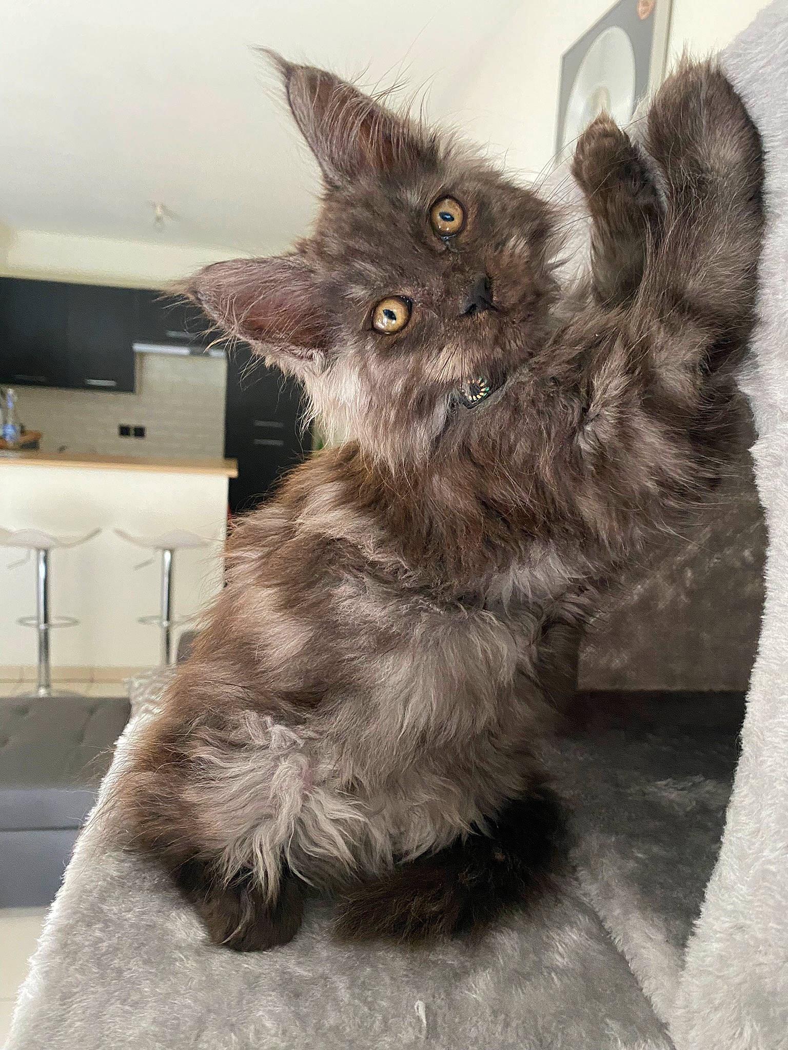 Tiamo De La Petite Amazone