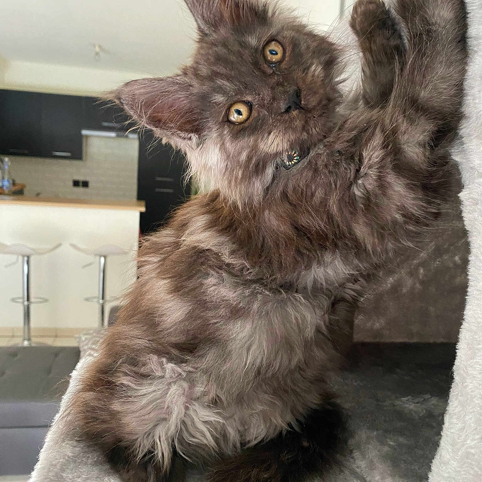 Tiamo De La Petite Amazone