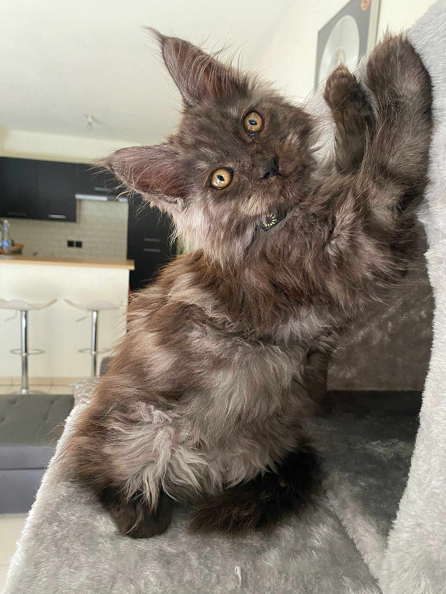 Tiamo De La Petite Amazone