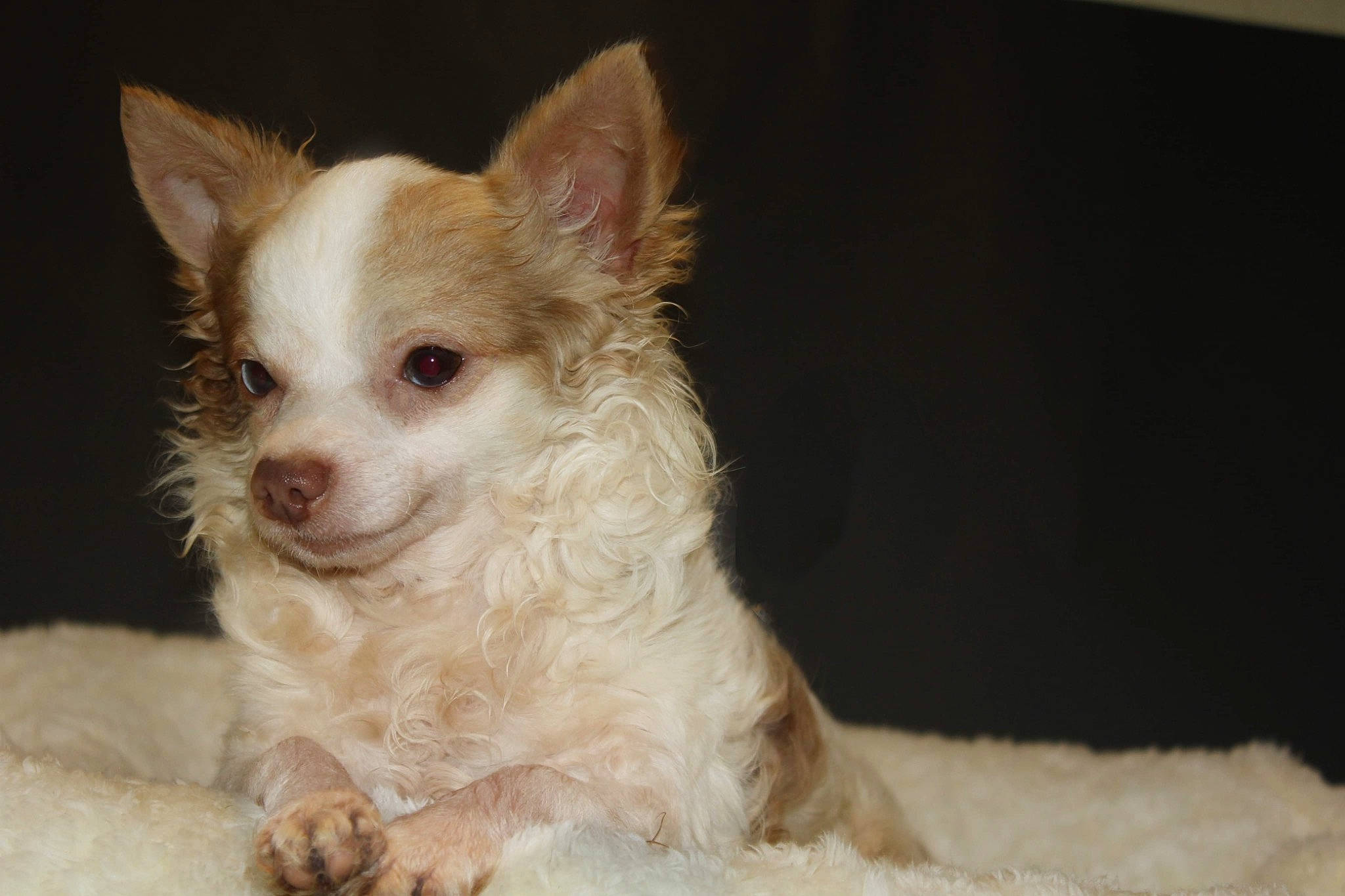 Javier is registered to the contest to win money with this photo: canidae, carnivore, companion_dog, corgi_chihuahua, dog, dog_breed, ear, fang, fawn, fur, non_sporting_group, puppy, small_terrier, sporting_group, terrestrial_animal, texas_heeler, toy_dog, whiskers, working_animal