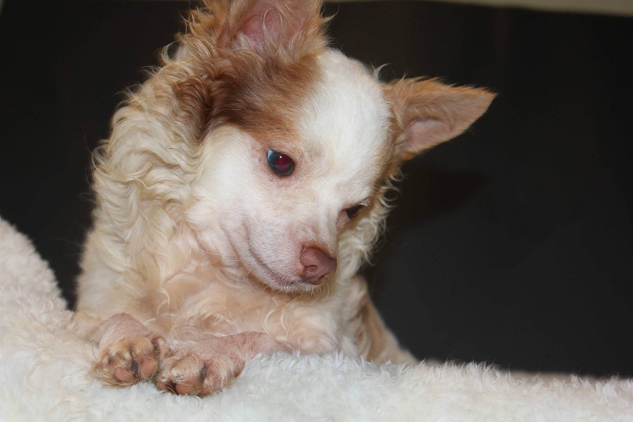 Javier joined the competition — help win amazing prizes! canidae, carnivore, companion_dog, dog, dog_breed, dog_supply, ear, eye, fang, fawn, fur, non_sporting_group, paw, snout, sporting_group, terrestrial_animal, terrier, toy_dog, whiskers, working_animal