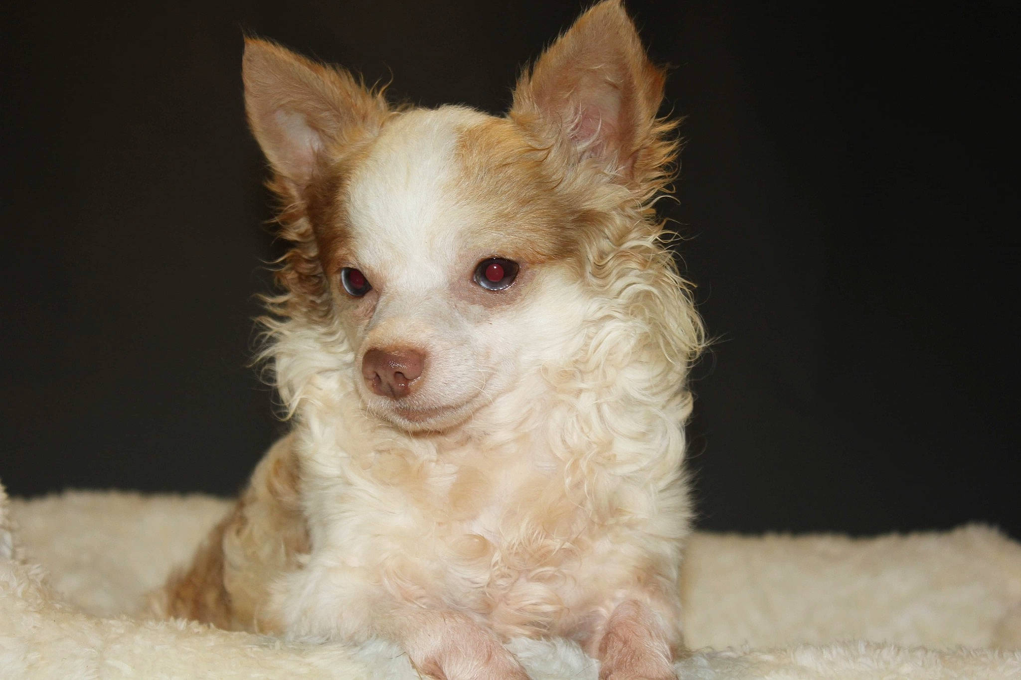 Javier joined the competition — help win amazing prizes! canidae, carnivore, companion_dog, dog, dog_breed, ear, fawn, fur, non_sporting_group, puppy, small_terrier, snout, sporting_group, terrestrial_animal, terrier, toy_dog, whiskers, working_animal, yorkshire_terrier