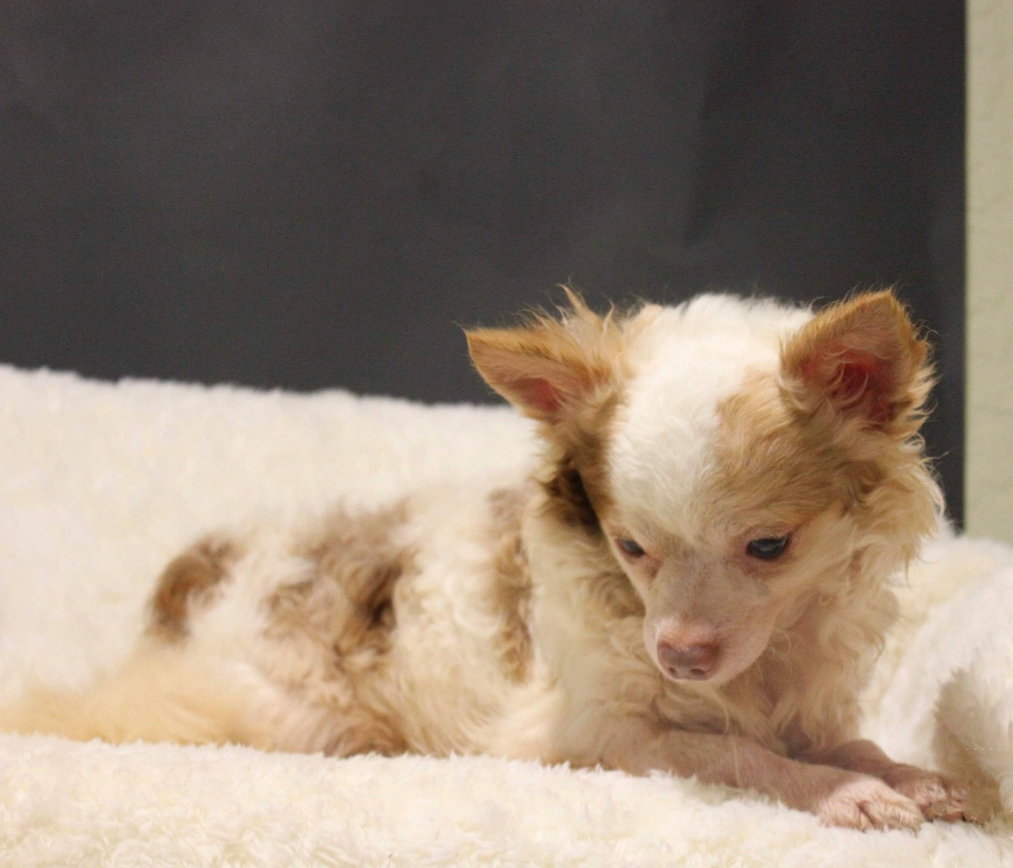 Javier joined the competition — help win amazing prizes! carnivore, claw, comfort, companion_dog, dog_breed, fawn, felidae, fur, paw, snout, terrestrial_animal, whiskers