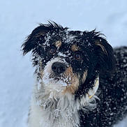 Hudson joined the competition — help win amazing prizes! black_and_white, brown, close_up, collar, curious, dog, eyes, face, fluffy, fur, nature, nose, outdoors, portrait, puppy, snow, snowflakes, snowy, tricolor, winter