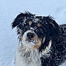 black_and_white, brown, close_up, collar, curious, dog, eyes, face, fluffy, fur, nature, nose, outdoors, portrait, puppy, snow, snowflakes, snowy, tricolor, winter