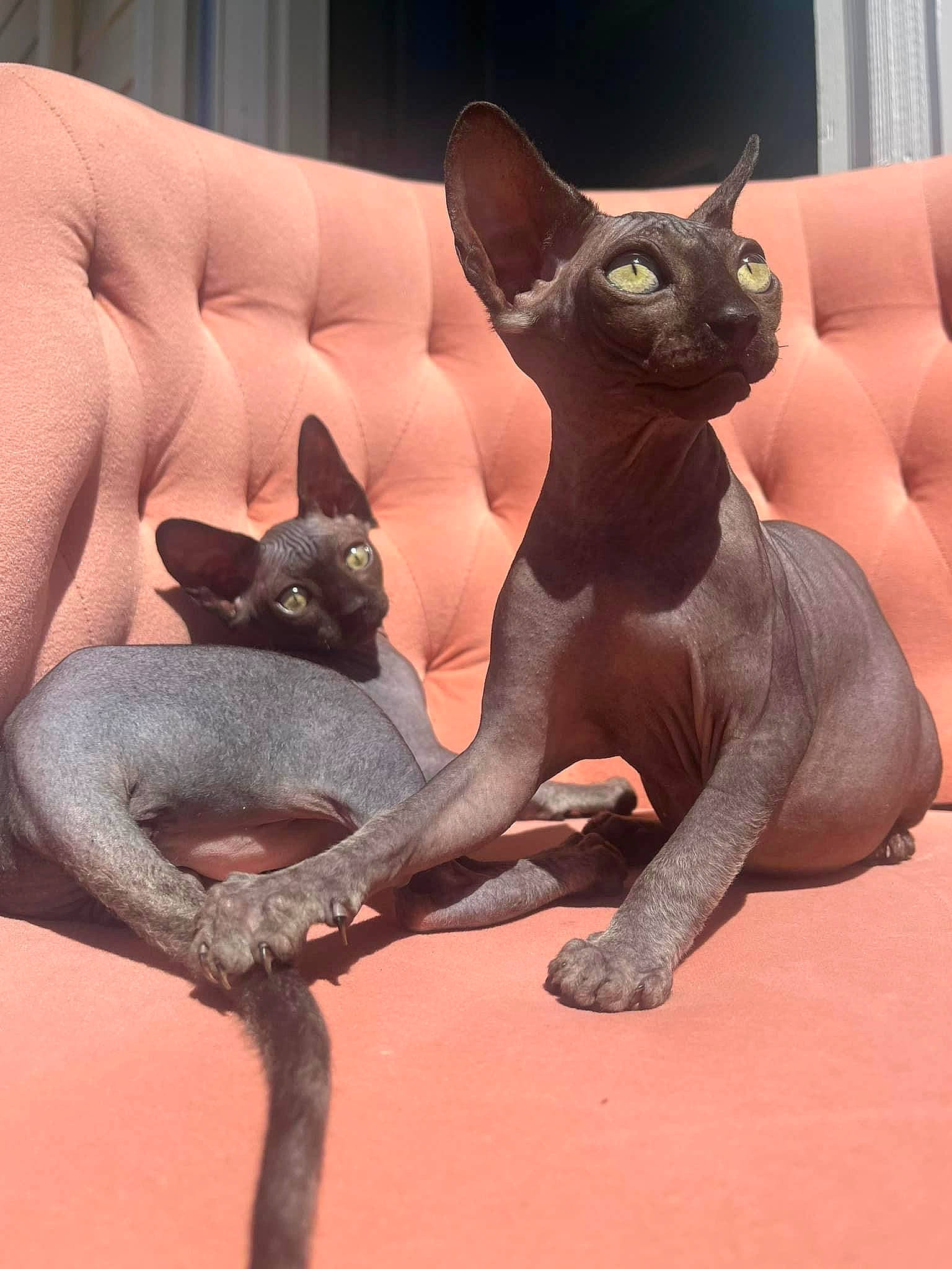 Jovie joined the competition — help win amazing prizes! art, black_cat, bombay, carmine, carnivore, cat, comfort, domestic_short_haired_cat, fawn, felidae, head, metal, organism, sculpture, small_to_medium_sized_cats, snout, tail, terrestrial_animal, whiskers, window