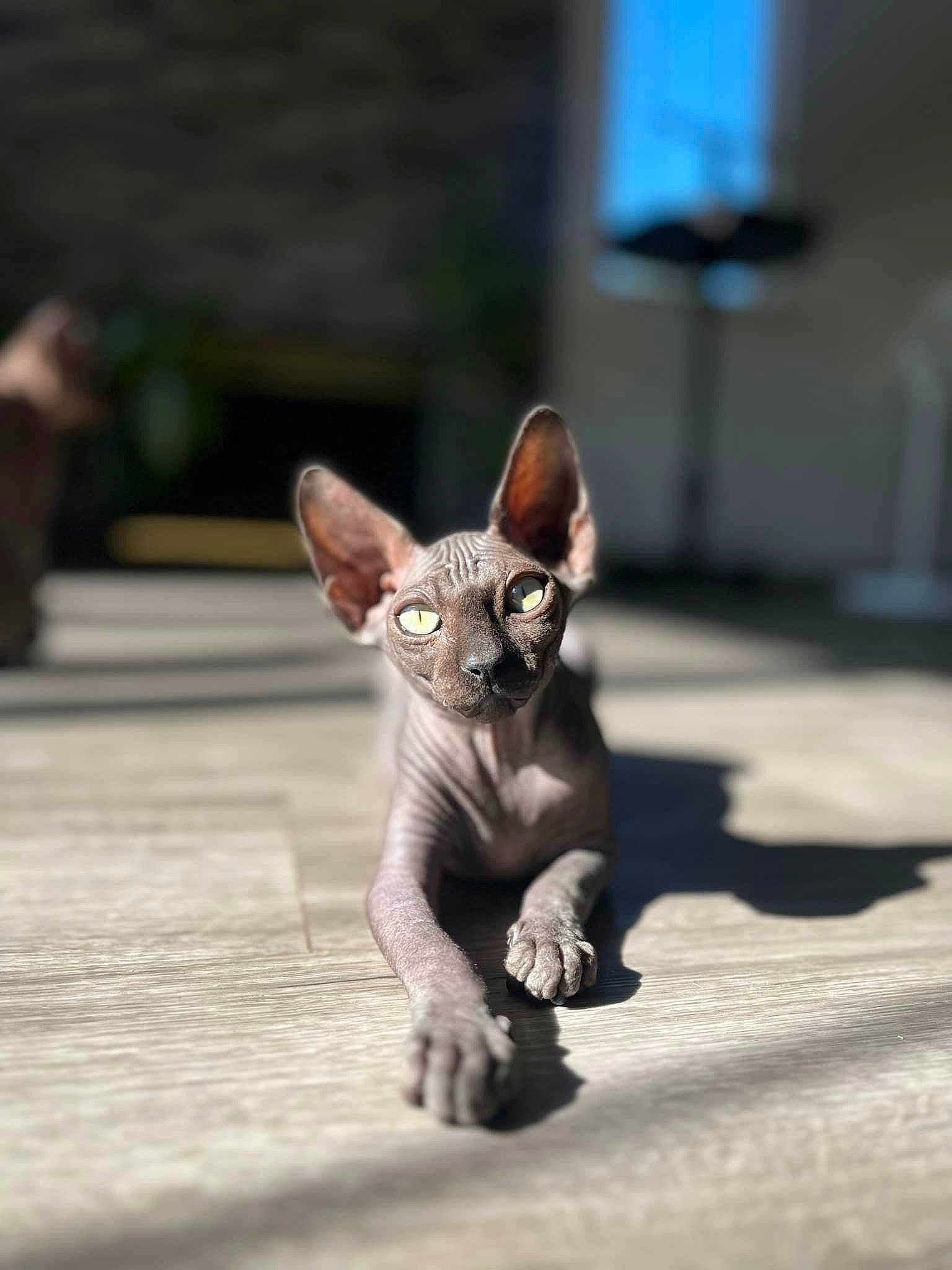 Jovie joined the competition — help win amazing prizes! art, canidae, carnivore, cat, dog_breed, donskoy, fawn, felidae, fur, grey, metal, small_to_medium_sized_cats, snout, statue, tail, terrestrial_animal, toy, whiskers, wildlife, wood