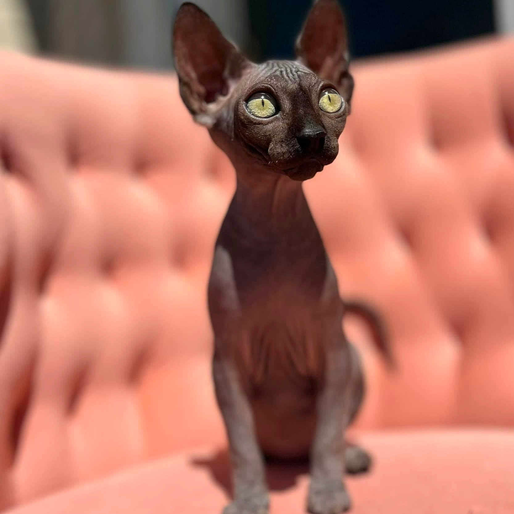Jovie