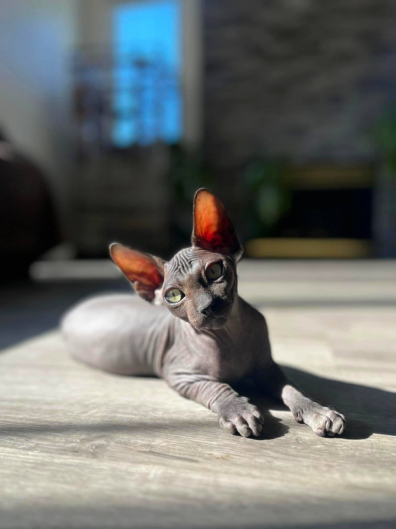 Jovie is registered to the contest to win money with this photo: action_figure, art, canidae, carmine, carnivore, cat, claw, domestic_short_haired_cat, fawn, felidae, fictional_character, fur, grey, sitting, small_to_medium_sized_cats, snout, tail, toy, whiskers, wood