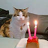 cat, calico, pet, animal, birthday, cake, candles, indoor, table, celebration, fluffy, feline, domestic, cute, curious, food, plate, background, lighting, collar