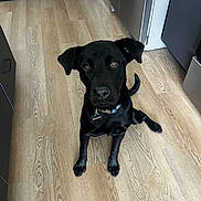 Maisy joined the competition — help win amazing prizes! black_dog, dog, pet, floor, wooden_floor, indoor, kitchen, collar, tag, looking_up, ears, tail, animal, canine, sitting, curious, domestic_animal, fur, four_legs, companion