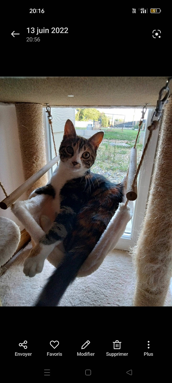 Rebelle participe au concours pour gagner de l'argent avec cette photo : carnivore, cat, comfort, curtain, domestic_short_haired_cat, door, fawn, felidae, fur, plant, sitting, small_to_medium_sized_cats, snout, stairs, tail, tints_and_shades, tree, whiskers, window, wood