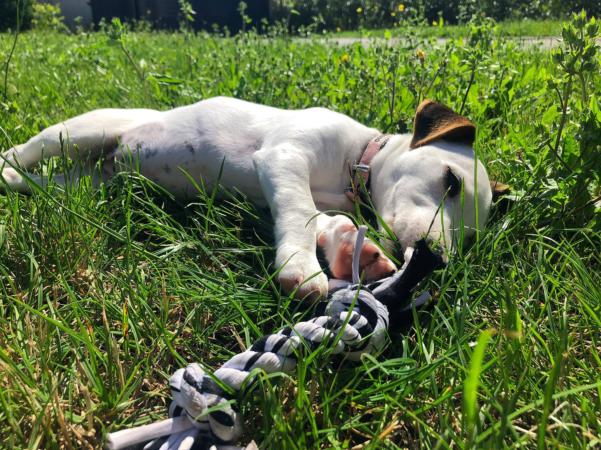 Charlie a rejoint le concours — aidez-le/la à gagner de superbes lots ! canidae, carnivore, companion_dog, dog, dog_breed, fawn, grass, grassland, grazing, groundcover, lawn, livestock, meadow, pasture, plant, sheep, sporting_group, tail, terrestrial_animal, working_animal