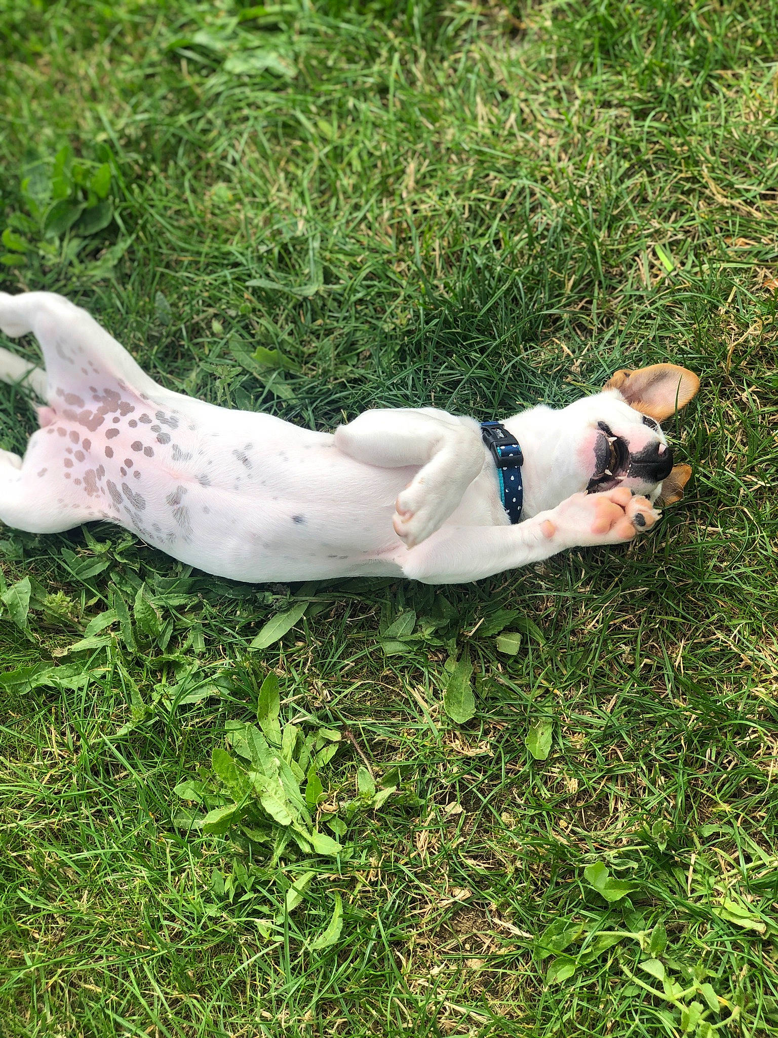 Charlie a rejoint le concours — aidez-le/la à gagner de superbes lots ! canidae, companion_dog, dog_breed, elbow, fawn, foot, grass, grass_family, grassland, happy, head, human_leg, knee, lawn, leisure, people_in_nature, plant, sitting, sporting_group, tail