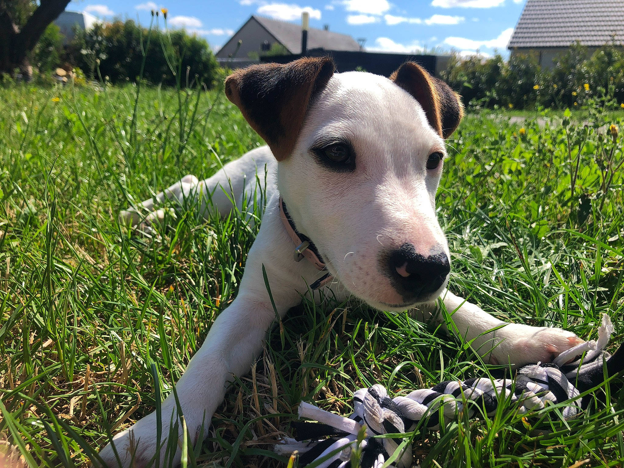 Charlie participe au concours pour gagner de l'argent avec cette photo : carnivore, cloud, collar, companion_dog, dog, dog_breed, dog_collar, fawn, grass, grass_family, grassland, groundcover, meadow, pasture, people_in_nature, plant, sky, tree, whiskers, working_animal