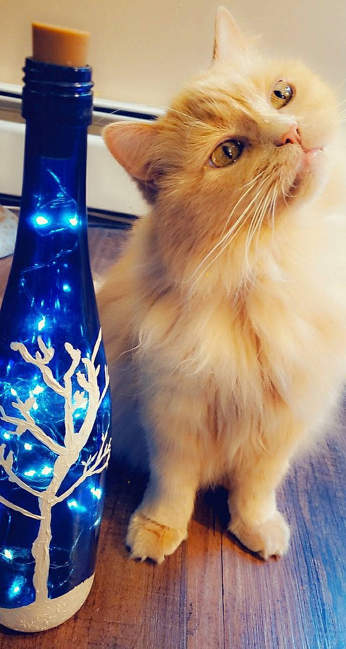 Sherbert is registered to the contest to win money with this photo: american_curl, asian_semi_longhair, bottle, british_longhair, carnivore, cat, domestic_long_haired_cat, fawn, felidae, fur, himalayan, kitten, mammal, munchkin, napoleon_cat, norwegian_forest_cat, persian, ragamuffin, small_to_medium_sized_cats, whiskers