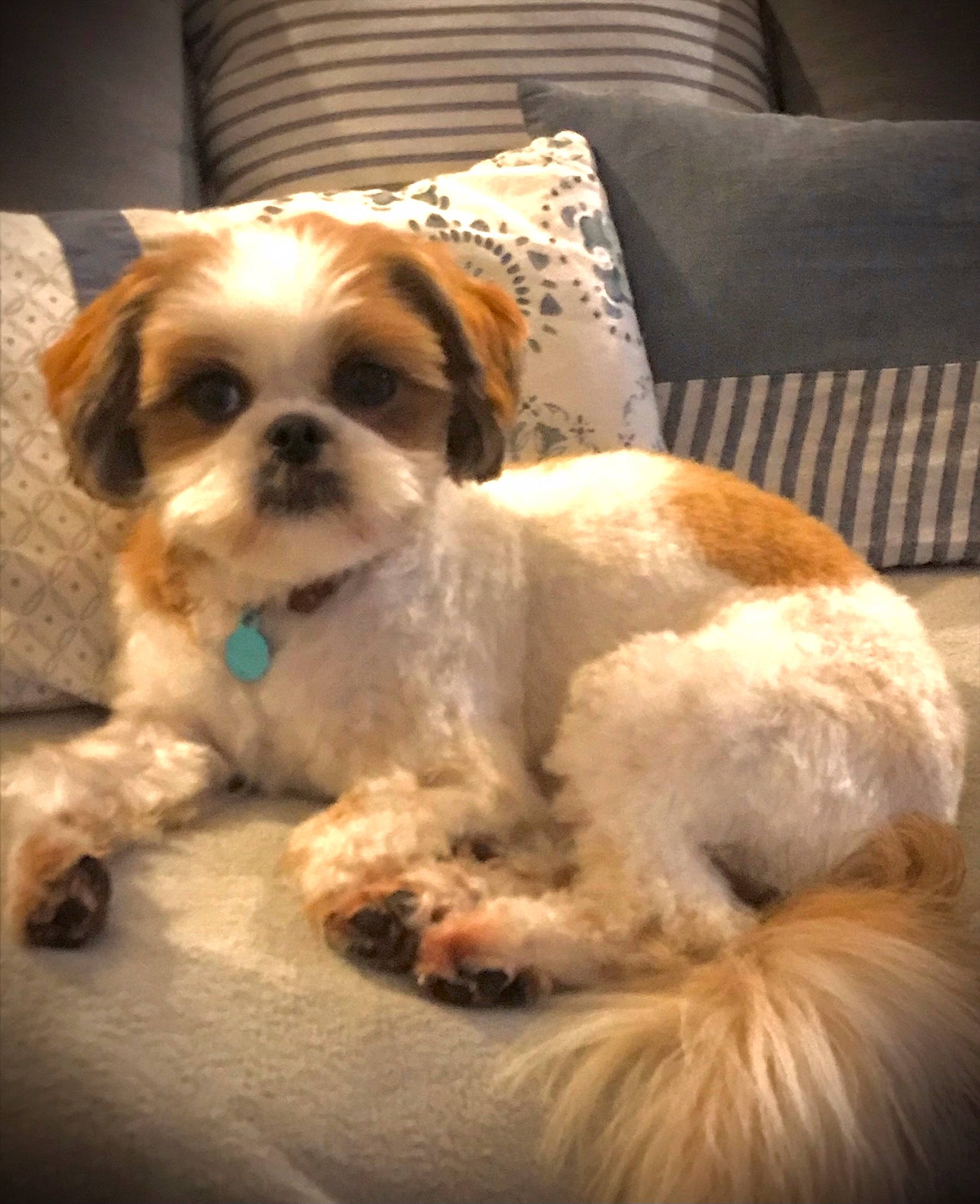 Pelote a rejoint le concours — aidez-le/la à gagner de superbes lots ! canidae, carnivore, chair, companion_dog, couch, dog, dog_breed, eyewear, fawn, fur, liver, shih_tzu, snout, spaniel, sporting_group, terrier, toy_dog, vision_care, whiskers, working_animal