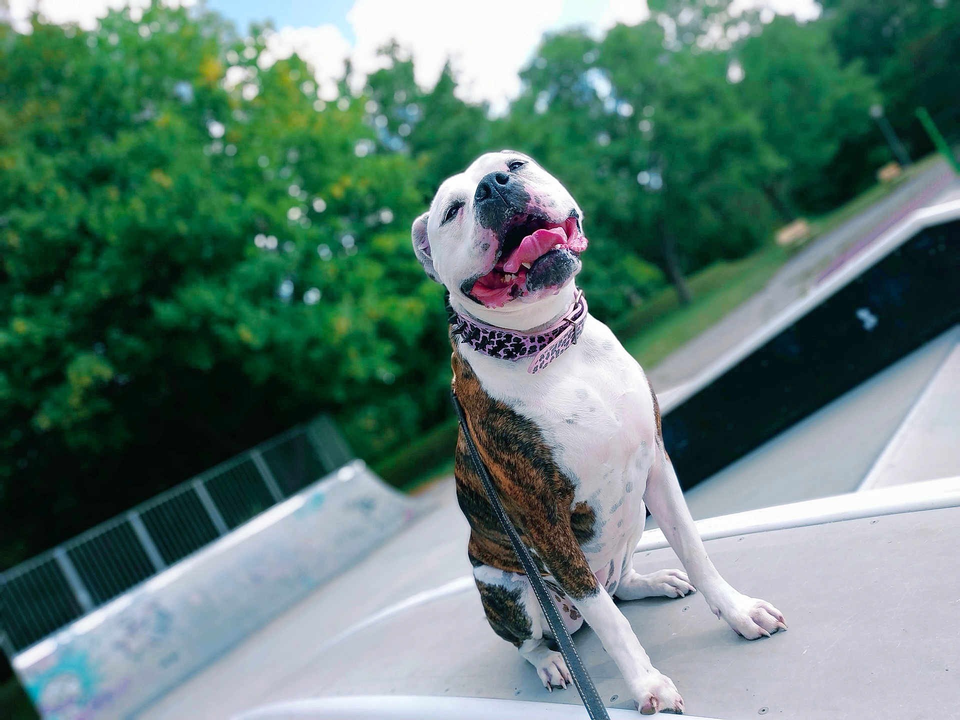 Joy a rejoint le concours — aidez-le/la à gagner de superbes lots ! dog, happy, smiling, collar, leash, sitting, skate_park, concrete, trees, outdoor, pet, animal, nature, playful, tongue_out, white, brown, spots, daytime, recreation