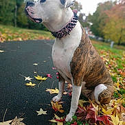 Joy a rejoint le concours — aidez-le/la à gagner de superbes lots ! dog, brindle, white, collar, spiked_collar, sitting, leaves, autumn, outdoor, path, grass, nature, fall, park, canine, pet, animal, side_view, fur, leaf_strewn