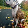 dog, brindle, white, collar, spiked_collar, sitting, leaves, autumn, outdoor, path, grass, nature, fall, park, canine, pet, animal, side_view, fur, leaf_strewn