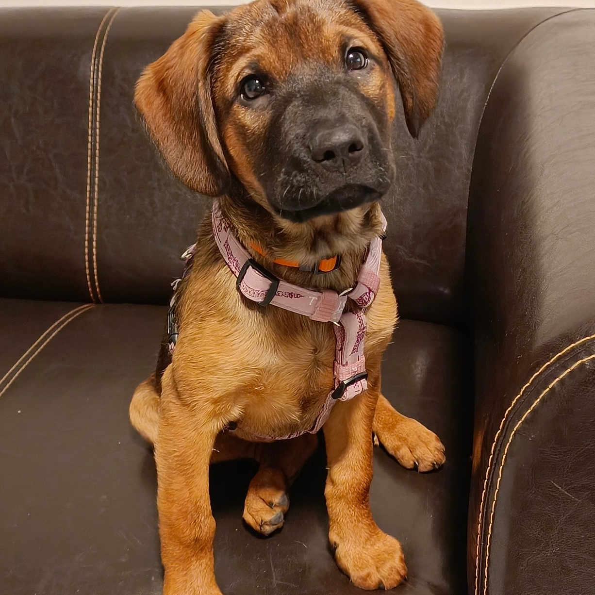 Ava a rejoint le concours — aidez-le/la à gagner de superbes lots ! animal, architecture, armchair, boxer, building, bulldog, canine, chair, couch, cushion, dog, furniture, homedecor, hound, indoors, labradorretriever, livingroom, pet, puppy, room