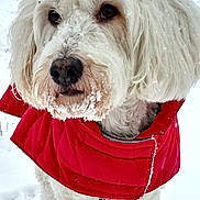 Elliot participe au concours pour gagner de l'argent avec cette photo : black_nose, brown_eyes, canine, close_up, cold_weather, cute, dog, fluffy_fur, fur, jacket, outdoor, pet, poodle, portrait, red_coat, snow, snow_covered, standing, white_dog, winter