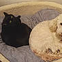 Elliot a rejoint le concours — aidez-le/la à gagner de superbes lots ! black_cat, blanket, cat, companion, cozy, curled_up, dog, fluffy, gaze, home, indoor, kibble_bag, looking_up, mixed_breed_dog, pair, paws, pet_bed, sleeping_spot, tiled_floor, white_dog