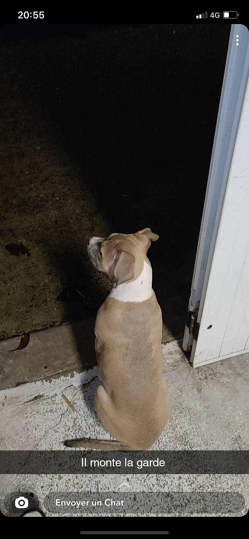 Biggie participe au concours pour gagner de l'argent avec cette photo : art, canidae, carnivore, collar, companion_dog, dog, dog_breed, dog_collar, fawn, felidae, pet_supply, shadow, small_to_medium_sized_cats, snout, sporting_group, tail, tints_and_shades, whiskers, wood, working_animal