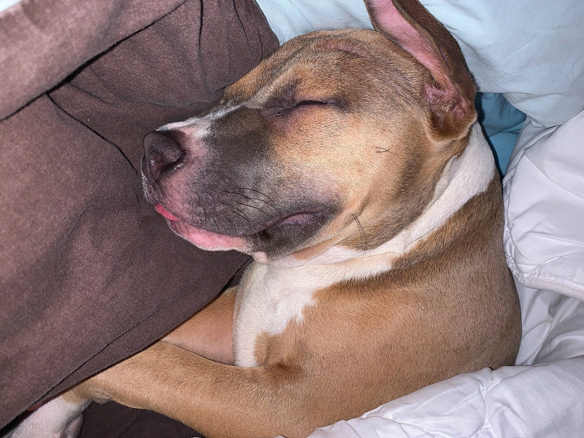 Biggie a rejoint le concours — aidez-le/la à gagner de superbes lots ! bored, canidae, carnivore, collar, comfort, companion_dog, dog, dog_breed, dog_collar, fawn, giant_dog_breed, guard_dog, molosser, nap, puppy_love, sporting_group, whiskers, working_animal, working_dog, wrinkle