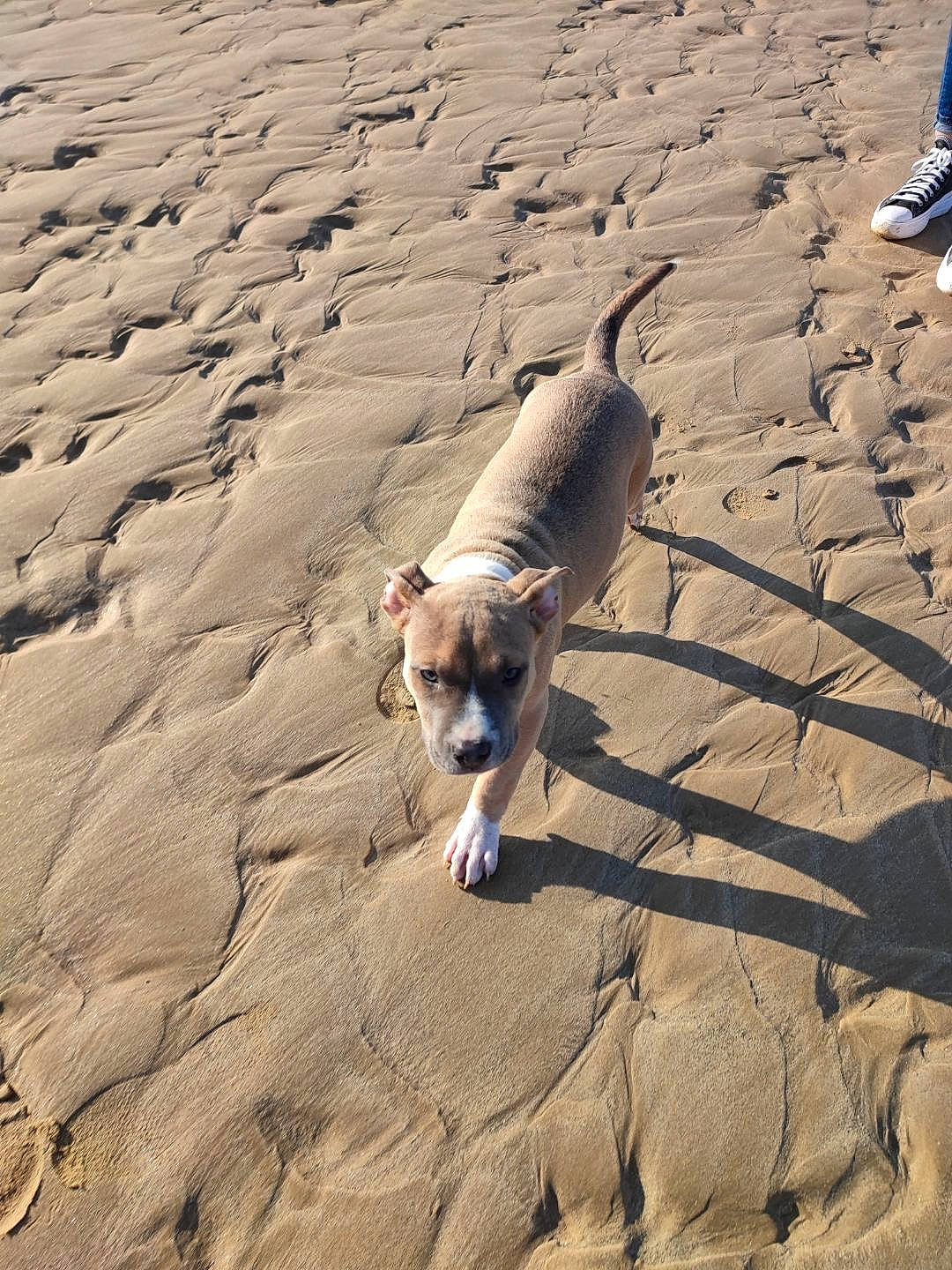 Biggie participe au concours pour gagner de l'argent avec cette photo : aeolian_landform, beach, body_of_water, canidae, carnivore, companion_dog, dog, dog_breed, fawn, landscape, ocean, pet_supply, sand, sea, shadow, soil, sporting_group, vacation, wood, working_animal