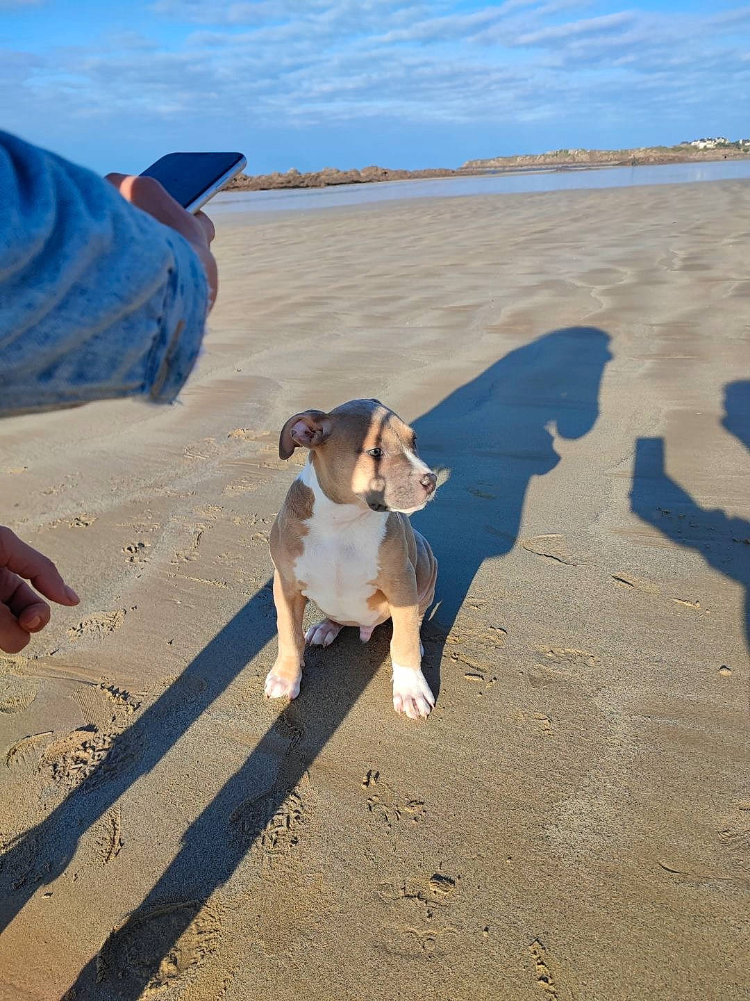 Biggie participe au concours pour gagner de l'argent avec cette photo : beach, carnivore, cloud, collar, companion_dog, dog, dog_breed, fawn, fun, horizon, landscape, natural_environment, ocean, pet_supply, sand, shadow, sky, tail, water, working_animal
