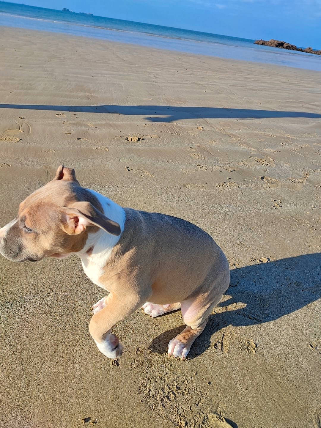 Biggie participe au concours pour gagner de l'argent avec cette photo : azure, beach, carnivore, collar, companion_dog, dog, dog_breed, dog_collar, dog_supply, ecoregion, fawn, landscape, natural_environment, pet_supply, sand, sky, summer, tail, water, working_animal