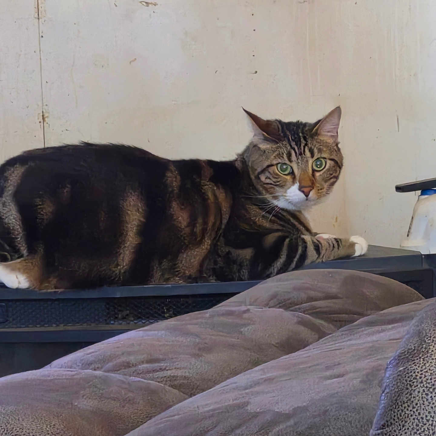 Grutt joined the competition — help win amazing prizes! animal, cat, cozy, cushions, domestic, ears, feline, fur, furniture, green_eyes, household, indoor, looking, lounging, pet, relaxed, resting, striped, tabby, whiskers