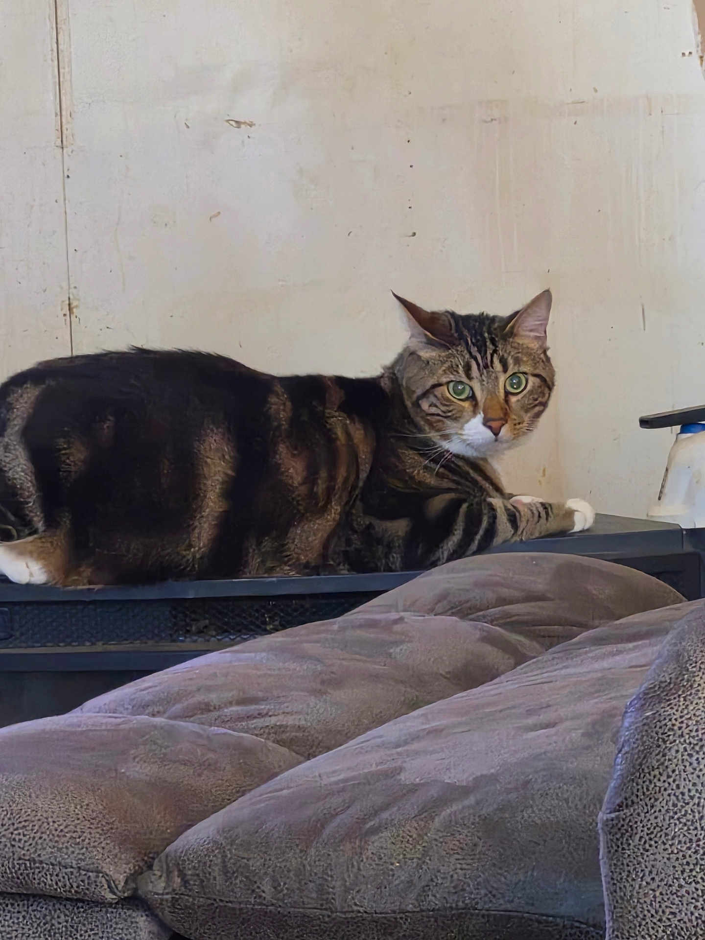 Grutt joined the competition — help win amazing prizes! animal, cat, cozy, cushions, domestic, ears, feline, fur, furniture, green_eyes, household, indoor, looking, lounging, pet, relaxed, resting, striped, tabby, whiskers