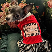 Pucci is registered to the contest to win money with this photo: dog, small_dog, pet, clothing, red_shirt, zebra_print, dress, floral_couch, upholstery, cute, animal, indoor, portrait, costume, fashion, looking_back, ears_up, sitting, text_on_clothing, adorable