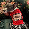 dog, small_dog, pet, clothing, red_shirt, zebra_print, dress, floral_couch, upholstery, cute, animal, indoor, portrait, costume, fashion, looking_back, ears_up, sitting, text_on_clothing, adorable