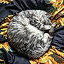cat, sleeping, curled_up, gray_tabby, fluffy, pet, animal, indoor, blanket, sunflower_pattern, cozy, resting, fur, cute, domestic_cat, peaceful, bed, soft, relaxed, nap