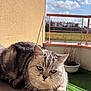 Fluffy participe au concours pour gagner de l'argent avec cette photo : cat, tabby, gray_cat, animal, pet, outdoor, balcony, sunlight, potted_plant, green, grass, clouds, sky, relaxed, feline, whiskers, ears, face, fur, resting