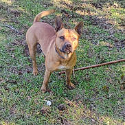 Tuff joined the competition — help win amazing prizes! alert, animal, ball, brown_dog, canine, collar, daylight, dog, ears, four_legs, fur, grass, muzzle, nature, outdoor, pet, playful, standing, stick, tail
