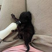 Roscoe joined the competition — help win amazing prizes! kitten, black_cat, baby_bottle, milk, person, lap, cozy, texture, pants, pink_shirt, animal, pet, feeding, small, cute, fur, claws, tail, resting, indoor