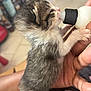kitten, newborn, animal, pet, milk_bottle, hand, feeding, fur, indoor, closeup, cute, small, baby_animal, human_hand, tabby, white_paws, tenderness, care, domestic, young