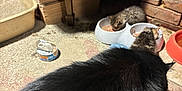 Roscoe joined the competition — help win amazing prizes! black_cat, kitten, cat, feeding, food_bowl, indoor, cardboard, litter_box, floor, brick_wall, shadow, rustic, pet, animal, feline, meal, small_animal, domestic, cozy, warm_light