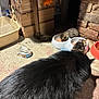 black_cat, kitten, cat, feeding, food_bowl, indoor, cardboard, litter_box, floor, brick_wall, shadow, rustic, pet, animal, feline, meal, small_animal, domestic, cozy, warm_light