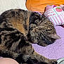 Bastet is registered to the contest to win money with this photo: cat, tabby, sleeping, curled_up, pet, feline, whiskers, paw, fur, cozy, blanket, pillow, indoor, resting, soft, cute, domestic_animal, animal, closeup, relaxing