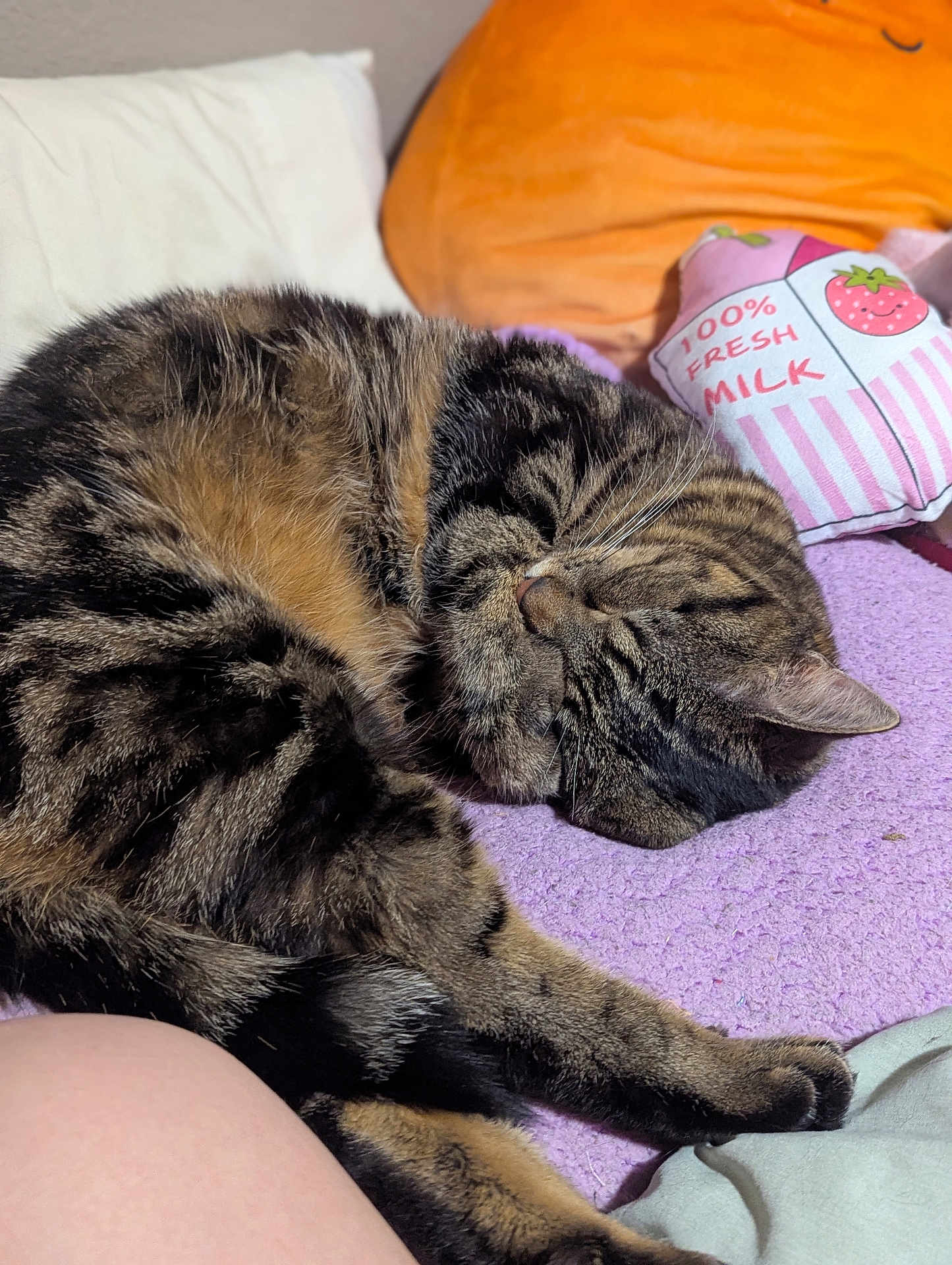 Bastet joined the competition — help win amazing prizes! cat, tabby, sleeping, curled_up, pet, feline, whiskers, paw, fur, cozy, blanket, pillow, indoor, resting, soft, cute, domestic_animal, animal, closeup, relaxing