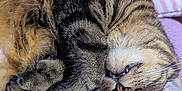 Bastet joined the competition — help win amazing prizes! cat, tabby, sleeping, curled_up, fur, whiskers, tooth, pillow, blanket, purple, orange, indoor, pet, cozy, relaxation, animal, cute, close_up, resting, domestic