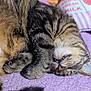 cat, tabby, sleeping, curled_up, fur, whiskers, tooth, pillow, blanket, purple, orange, indoor, pet, cozy, relaxation, animal, cute, close_up, resting, domestic